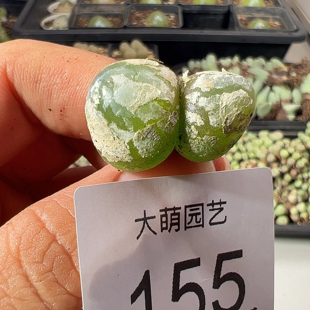 一物一拍。       155