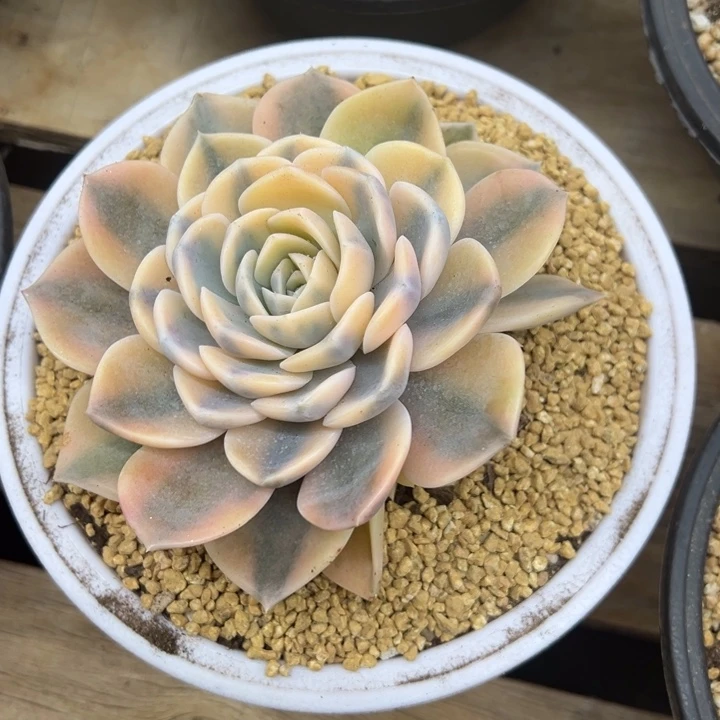 汉堡锦 带侧芽 夏鸣园艺