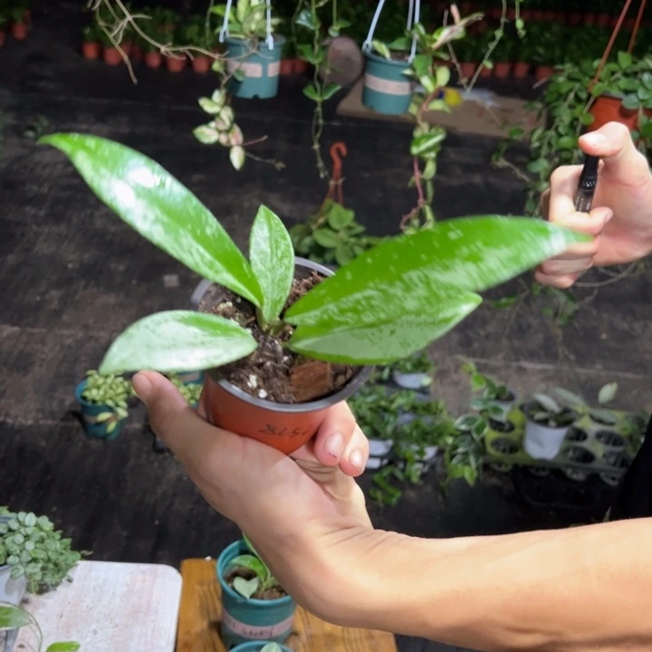 听***音无花朵高斑银粉球兰