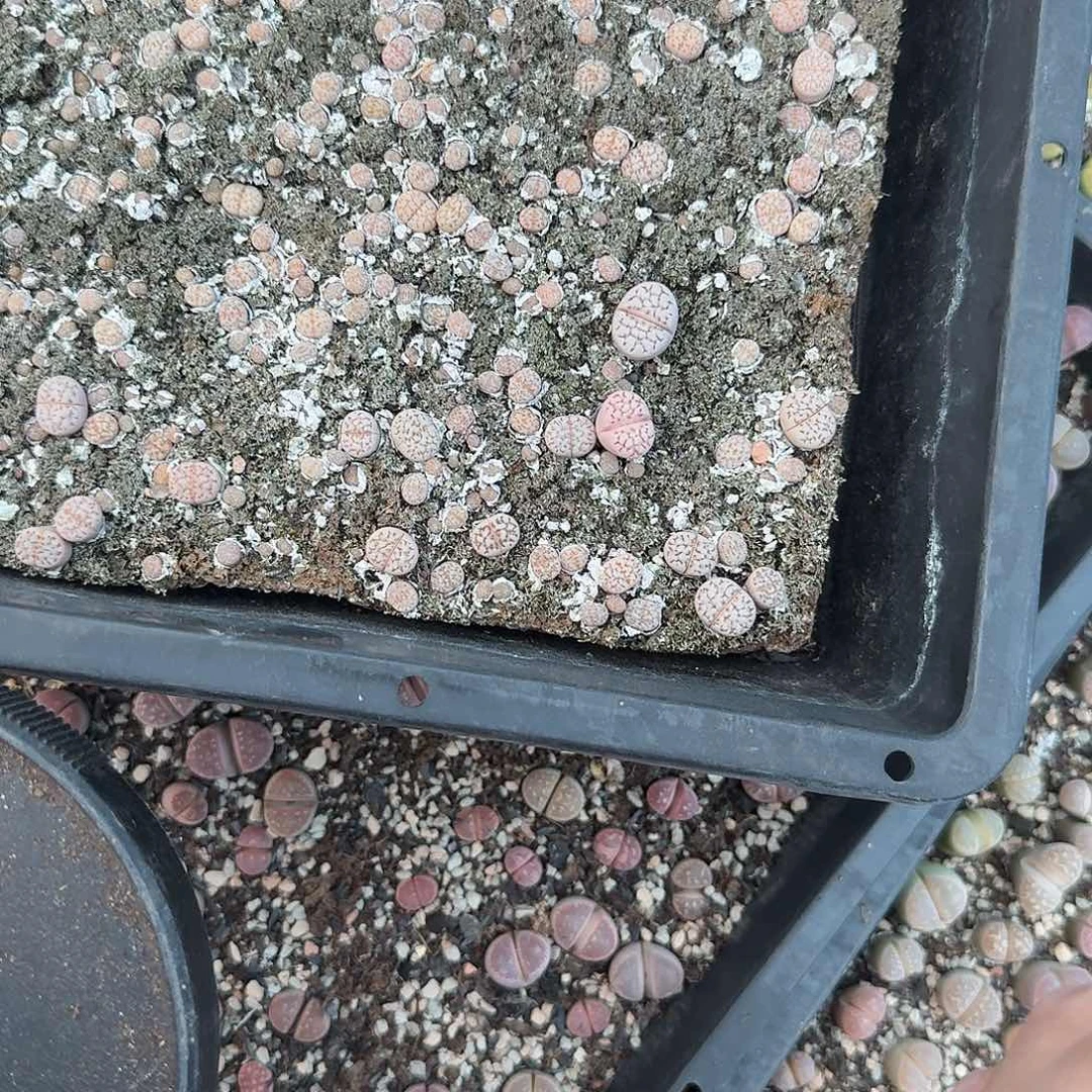 哈哈哈你真的会640