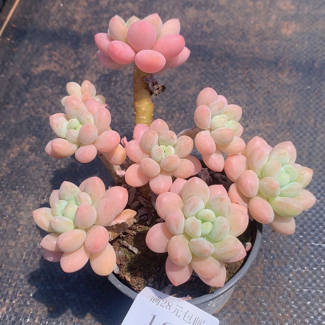 【闪购商品】云168号鱼子酱