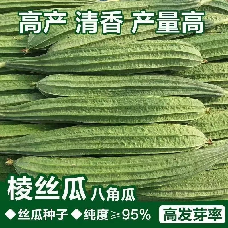 【全场满5包包邮】香嫩棱丝瓜种子耐热八棱八角丝瓜种籽皮薄肉厚种