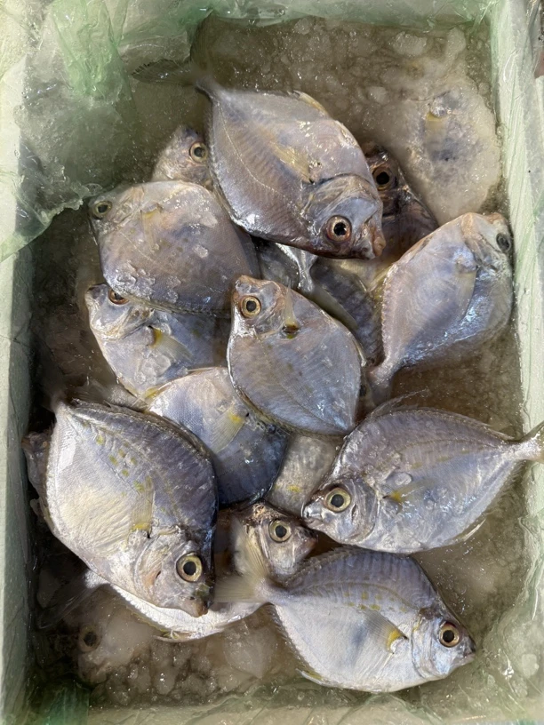 湛江野生超超大油立鱼 流潺鱼 煮汤一流