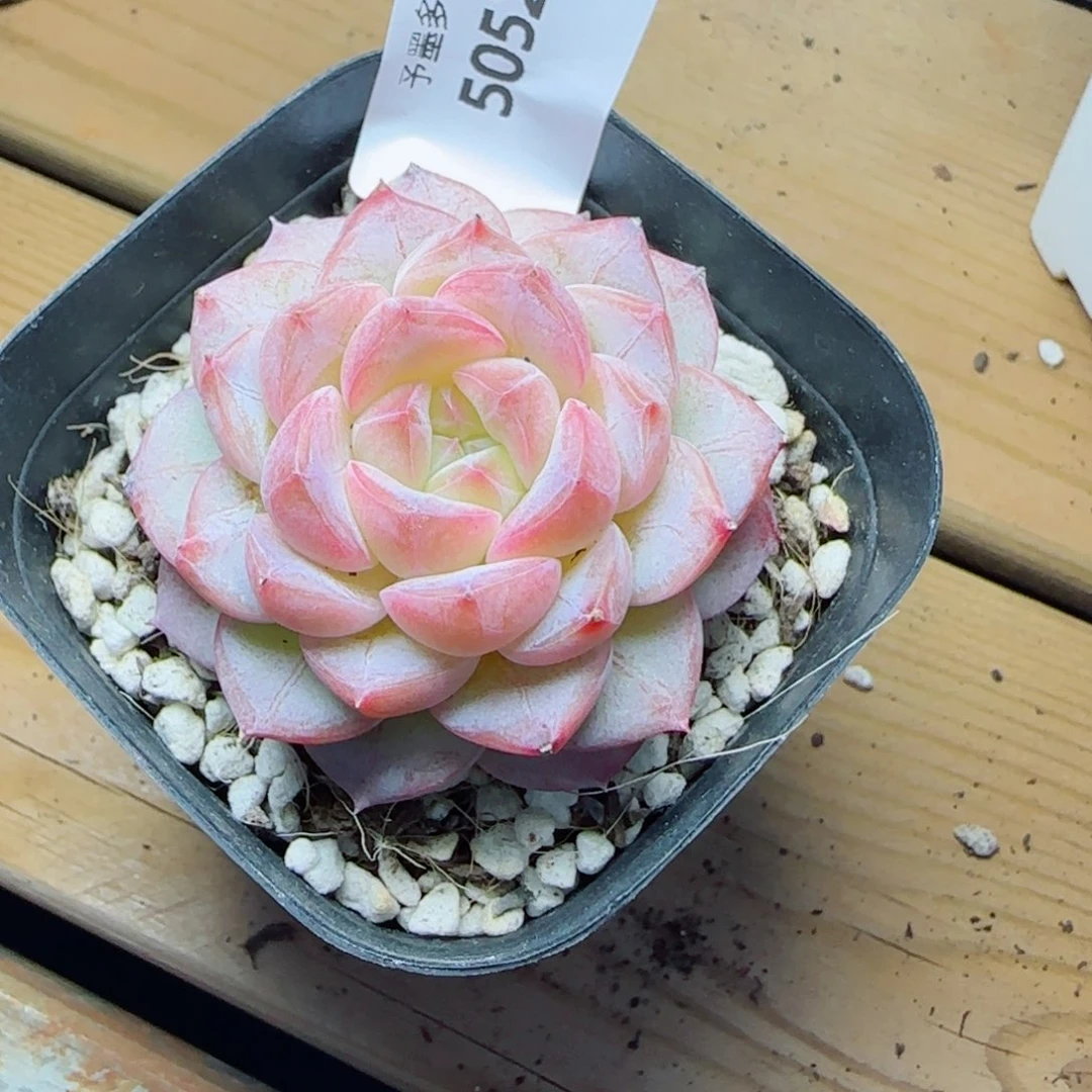 白桃汽水，5052多肉植物