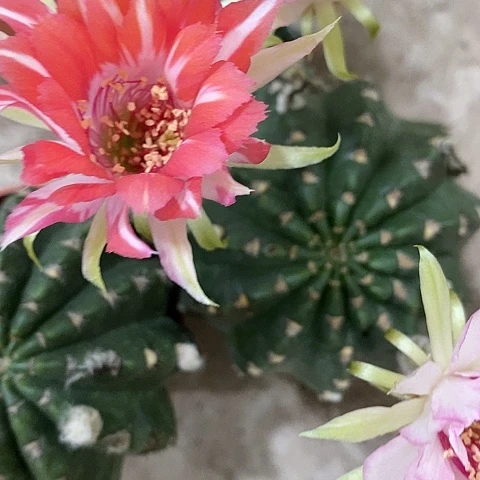 禅衣丽花，wtuopppo