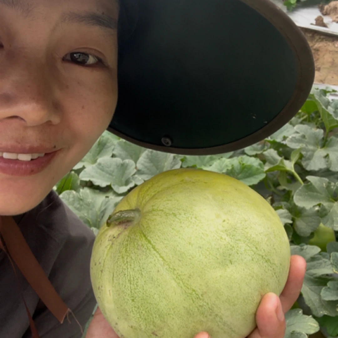 湖南本地头茬甜瓜香瓜新鲜采摘脆甜多汁当季时令水果(5到8个)