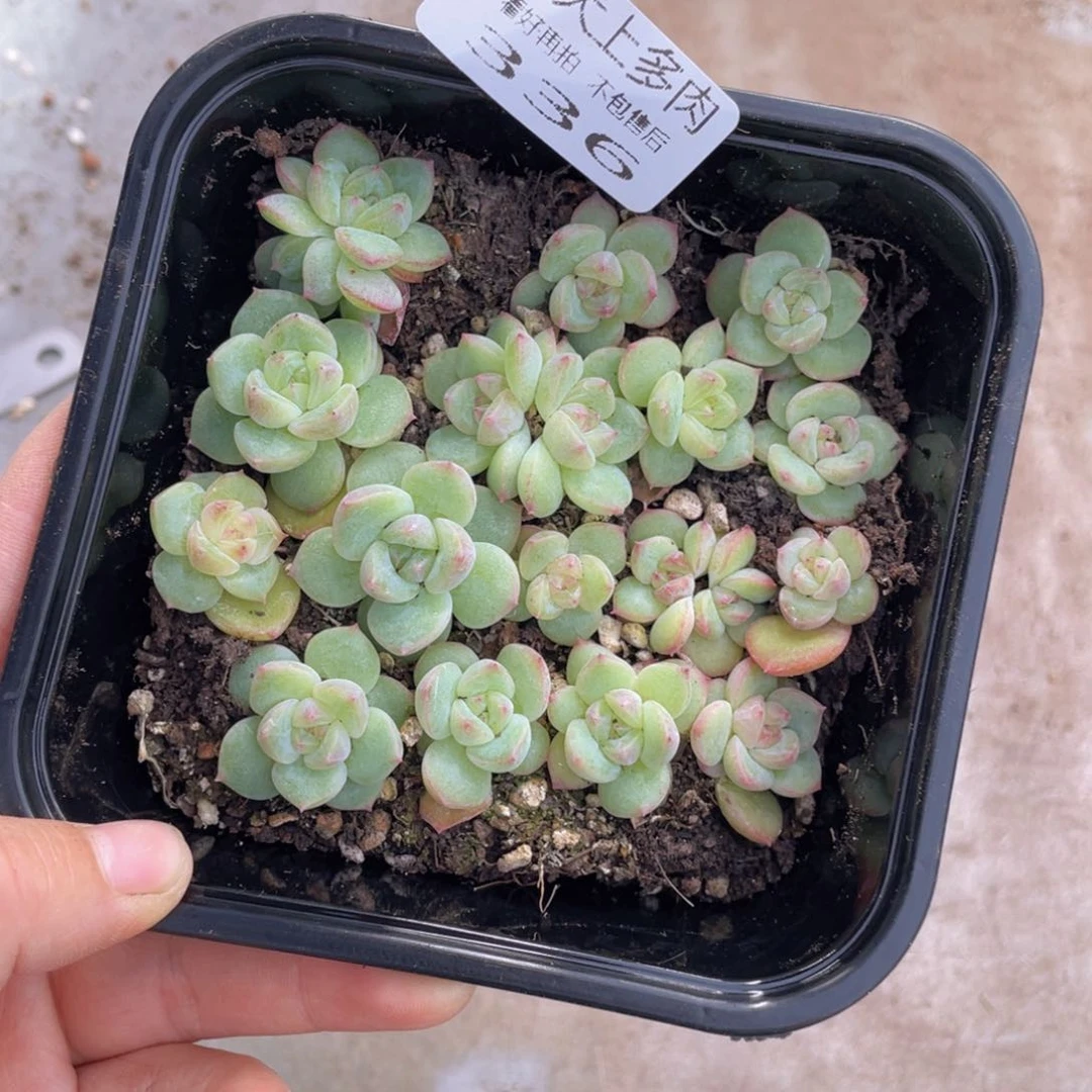 糕大上多肉植物336