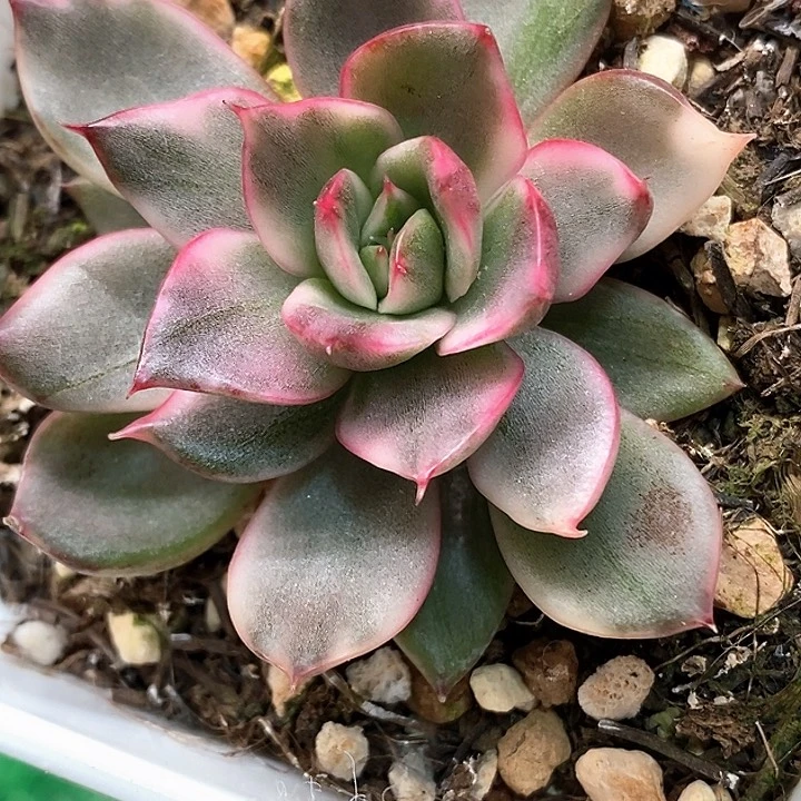 野马锦一物一拍，