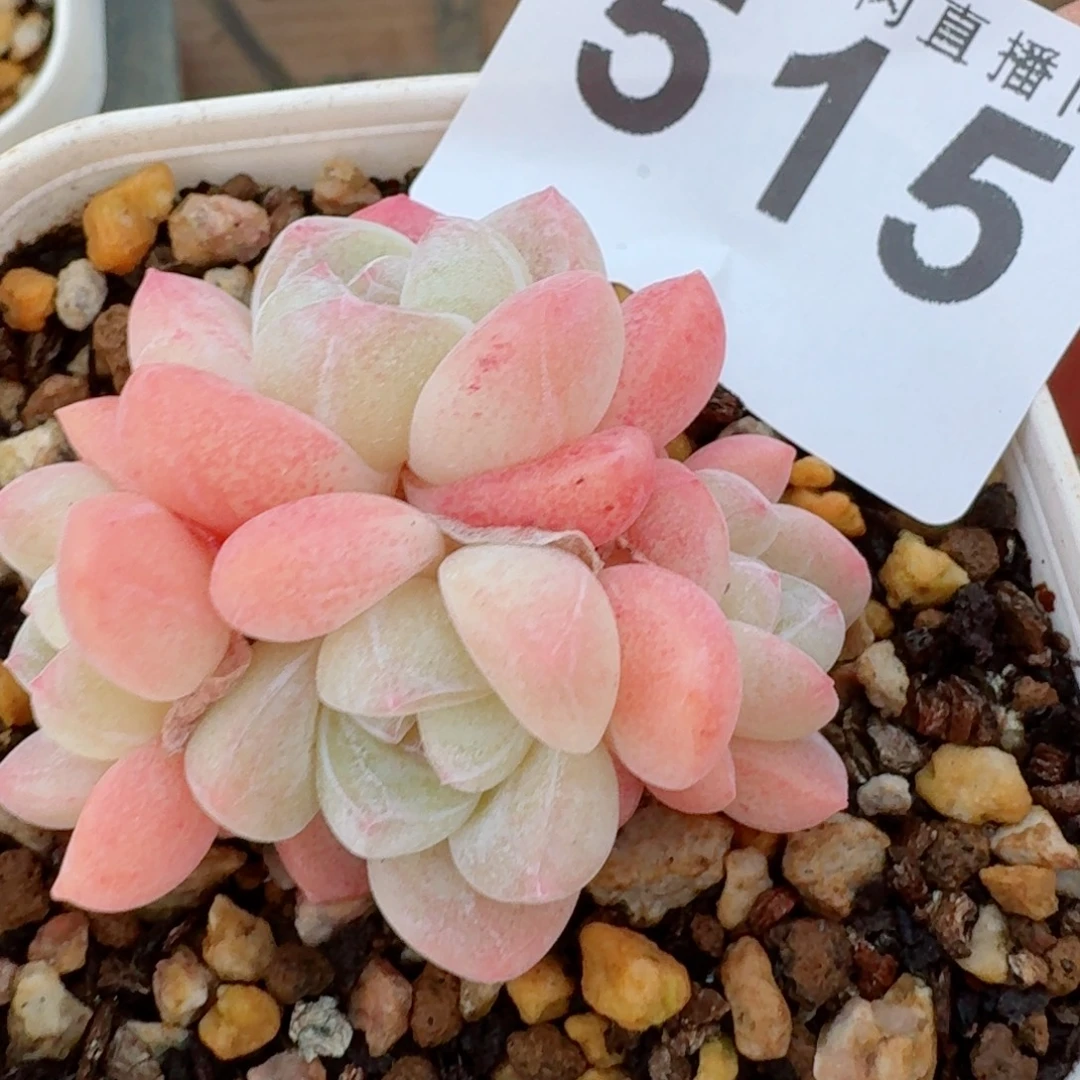 小脸冰玉      愿你一路坦途，乘风破浪展宏图