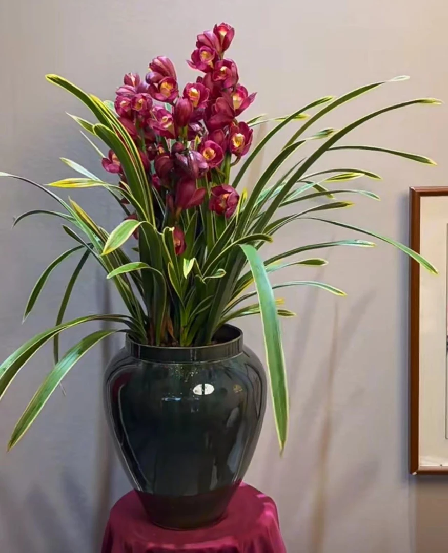 一盆花卉【拱兰金边红袍】/客厅/阳台/精品兰花/室内养