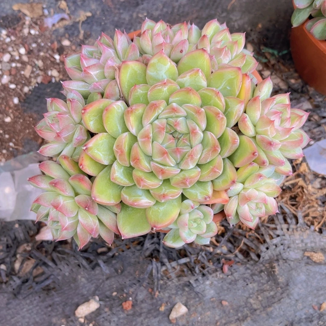 冰山14公分99999999999