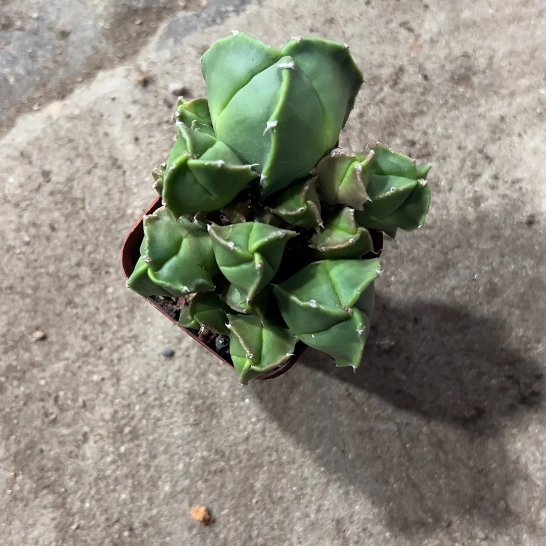 花****实生鸾凤玉群一物一拍