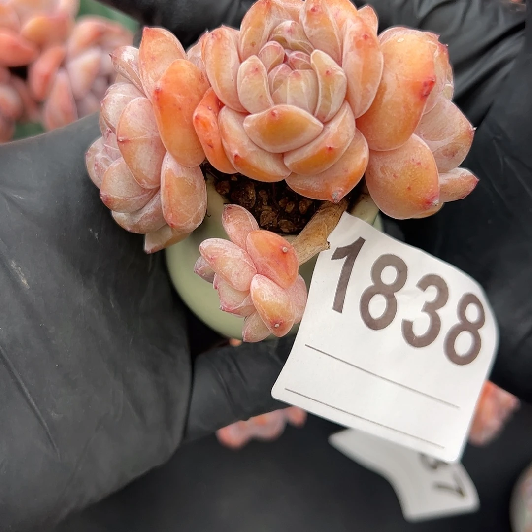 四头星影带盆发的1838