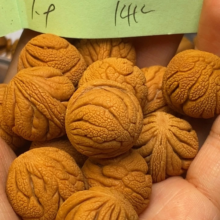 手串文玩核桃秦岭龙纹桃核19