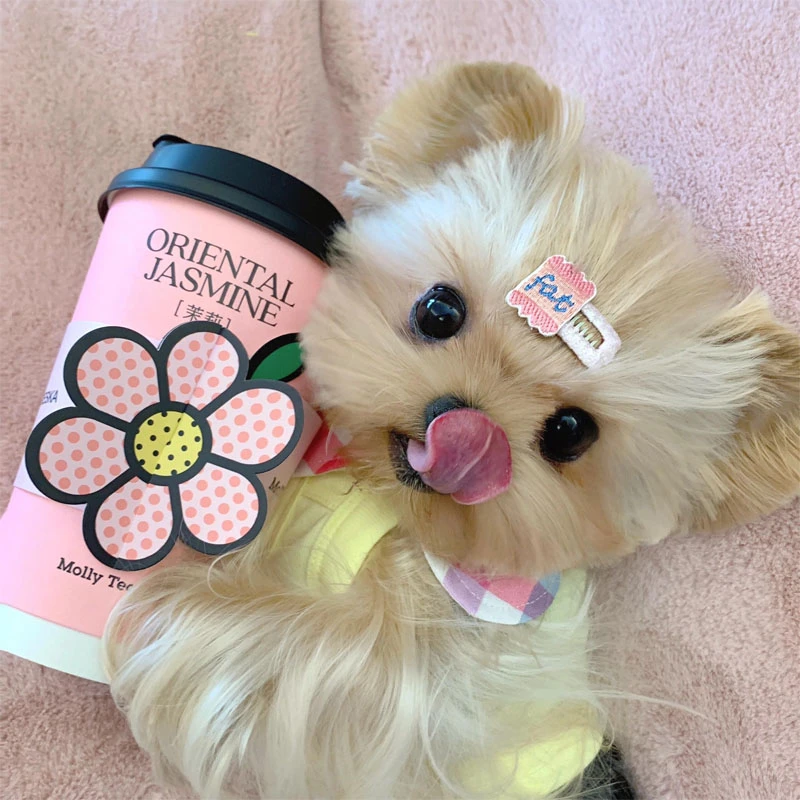 【待定】专属萌宠纯种奶油金约克夏超小体茶杯幼犬金约宠物狗