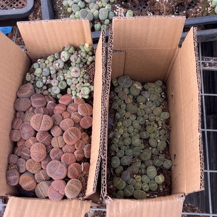 一箱三品种混搭88888888