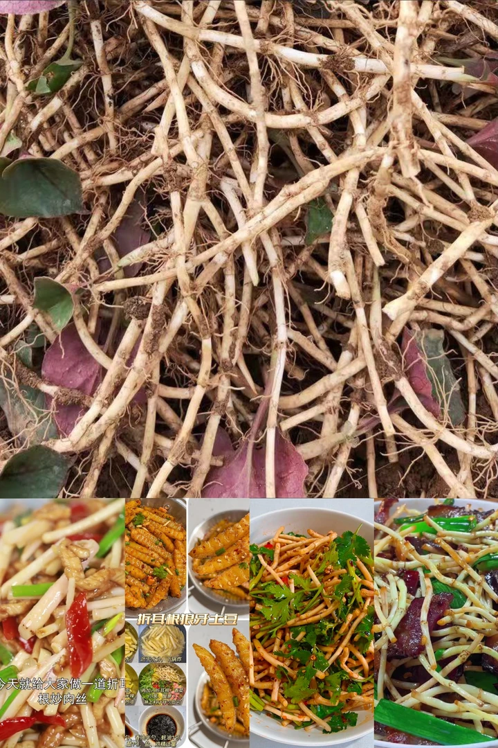 现挖新鲜鱼腥草折耳根嫩根野生节节根凉拌下饭菜新鲜蔬菜配菜
