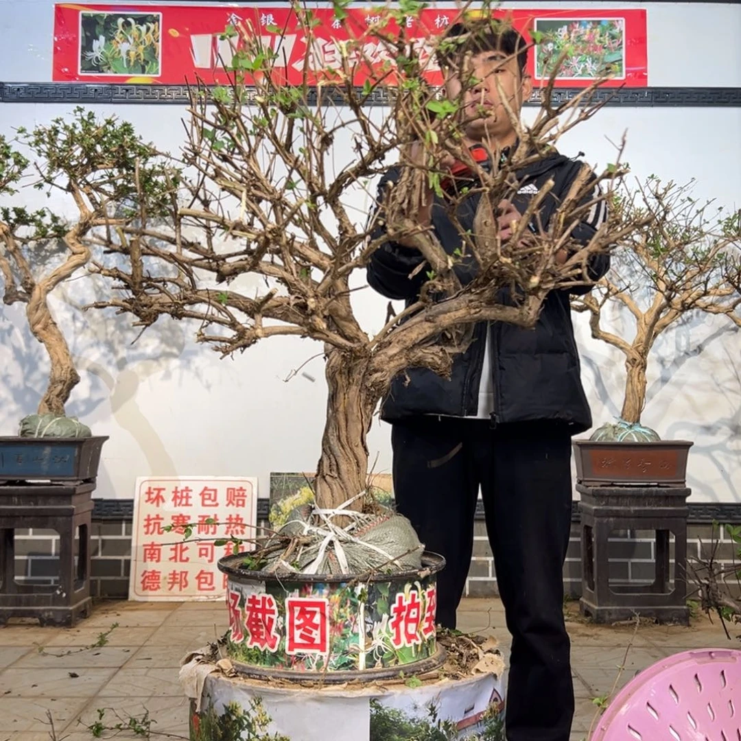 无花朵金银花开花655855885