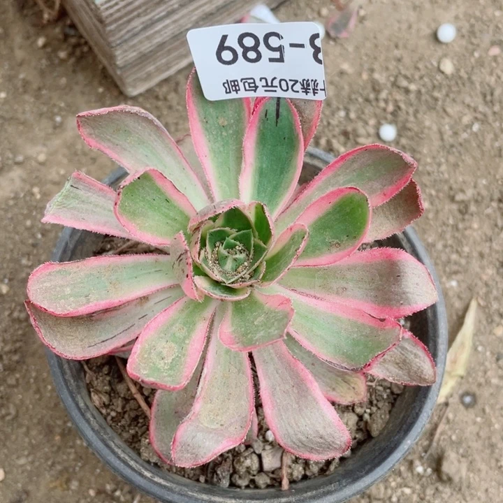 589青莲20包邮1234578