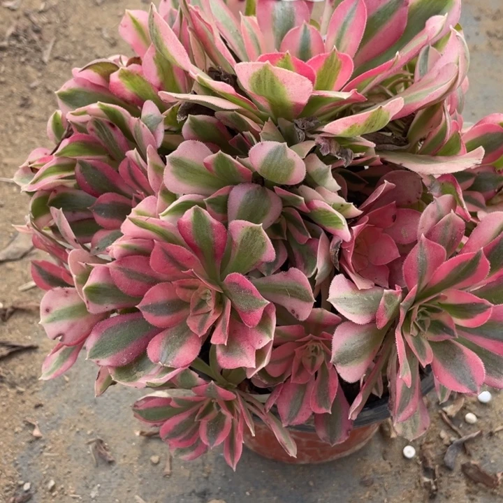 无花朵307多肉植物粉女巫