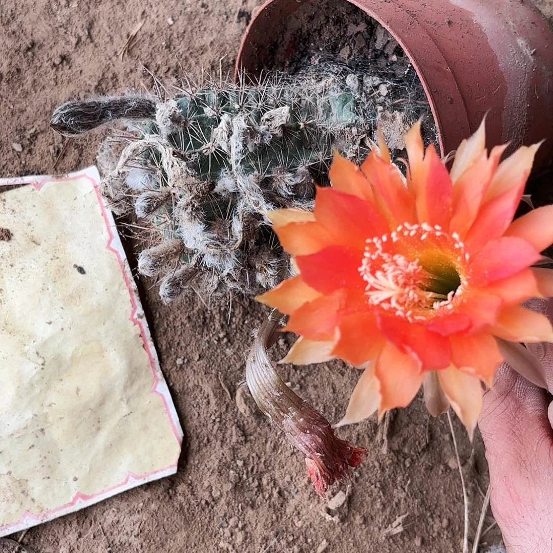 142 实生带根仙人球20包邮瑕疵