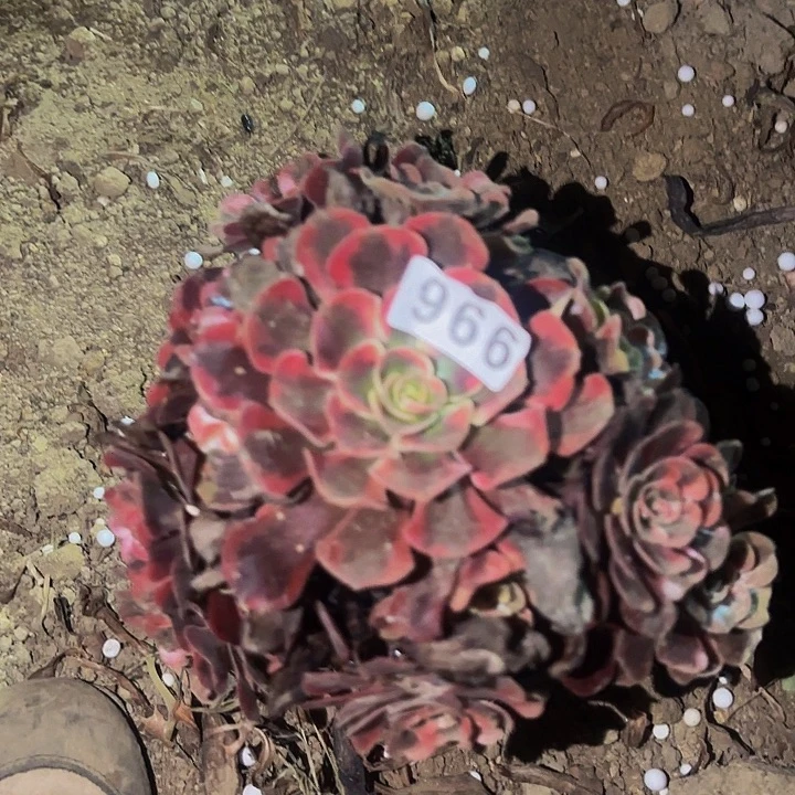 996爱神多肉植物不售后