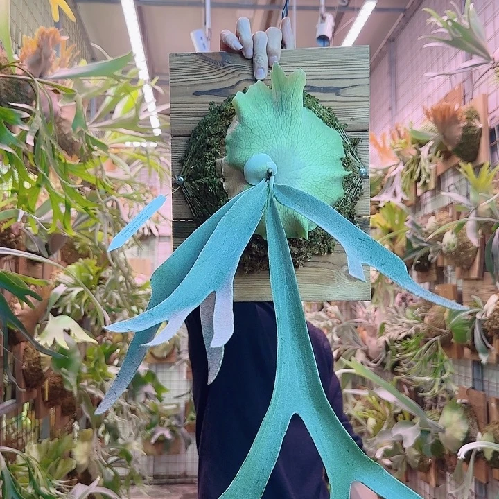 无花朵深绿交银鹿a59。