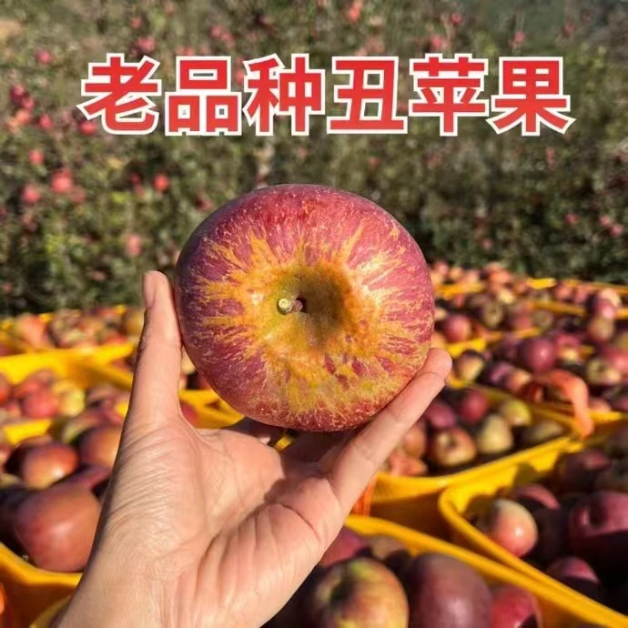 凉小萄【顺丰】大凉山泸沽湖畔高海拔3000米以上冰糖心丑苹果5斤