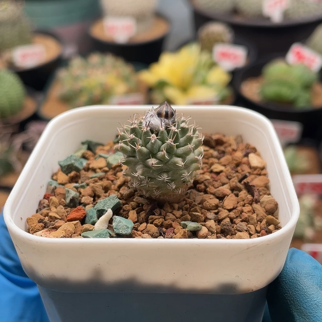 实生海胆娇丽仙人球