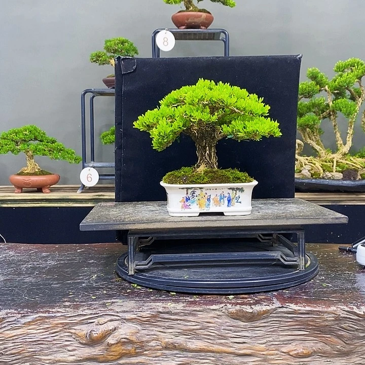 无花朵黄杨盆景四季常青不落叶