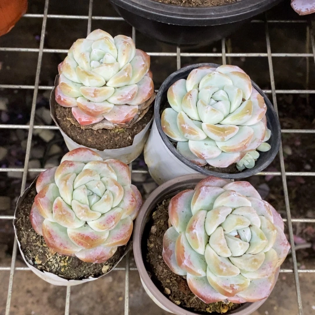 冰玉单头精控小老桩四盆，90杯