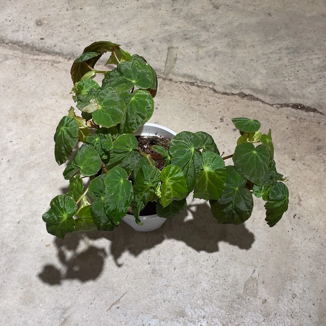 无花朵迪特里希秋海棠