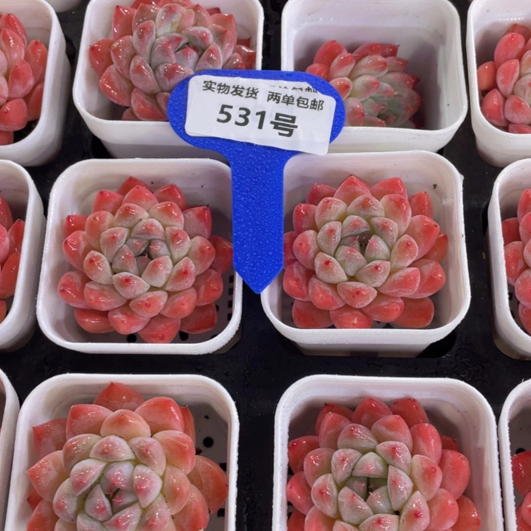 531号 全状态精品西施佳人单头两个