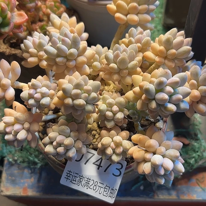 幸运的是我还在努力