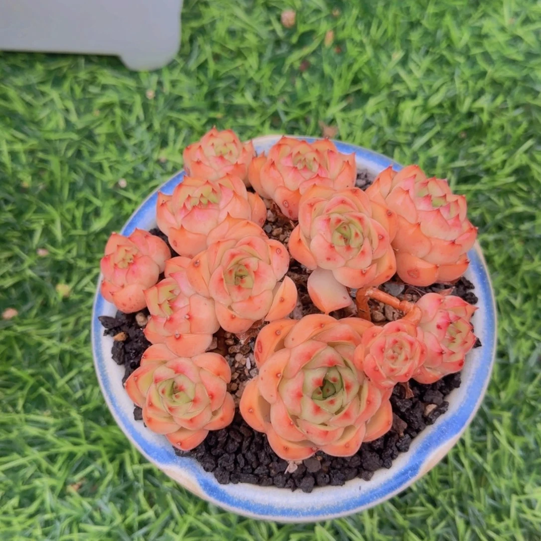 L****p多肉植物繁体中文