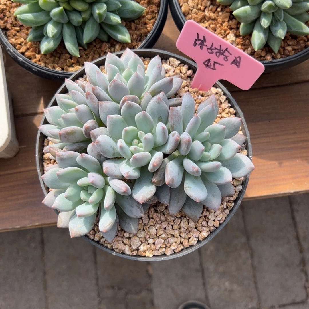 沐***月半夏111111111111111111