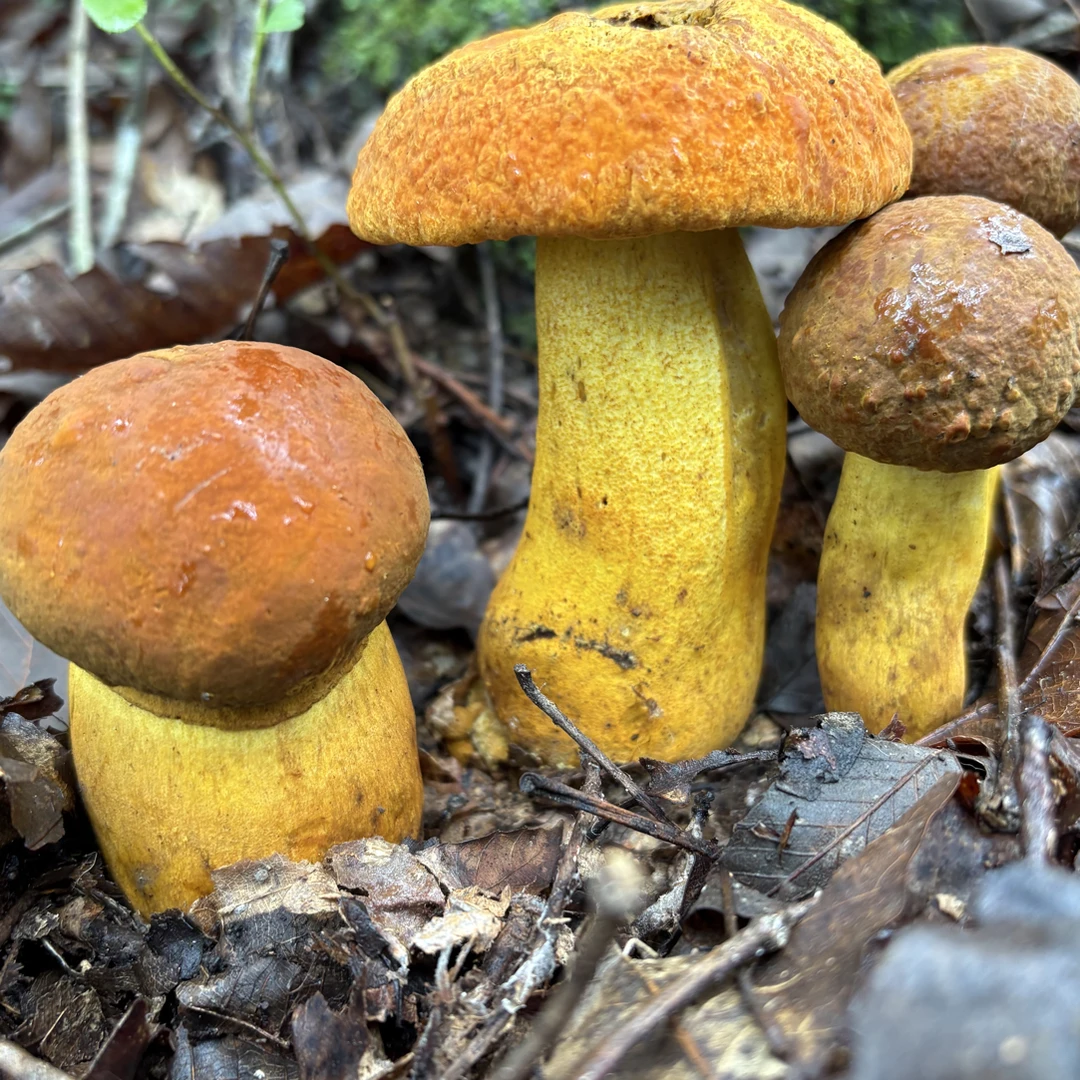 野生黄牛肝晒干发货