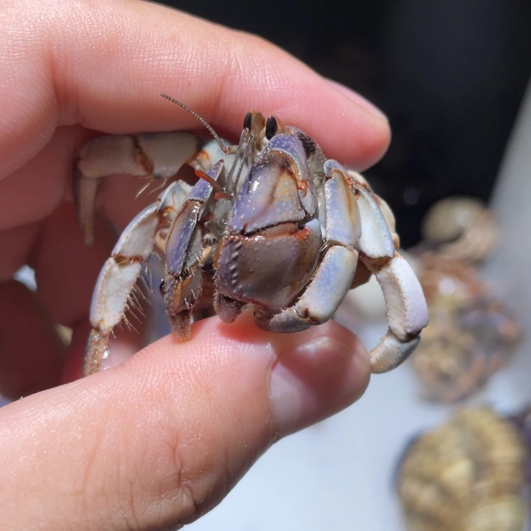 【闪购商品】G5-2.3淡色灰蓝