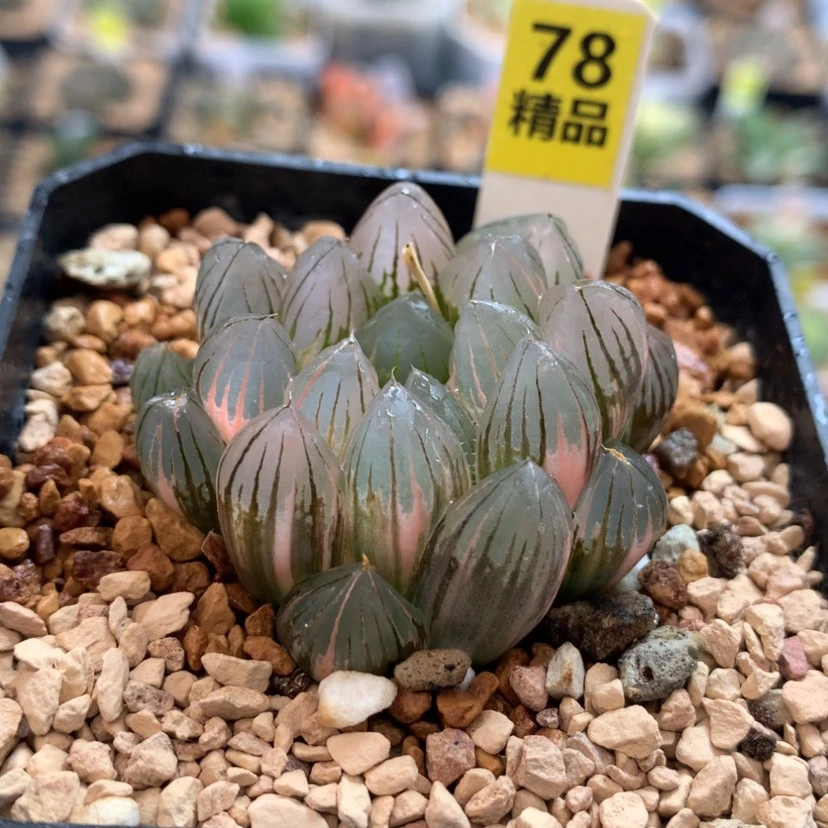 【闪购商品】78霓虹灯