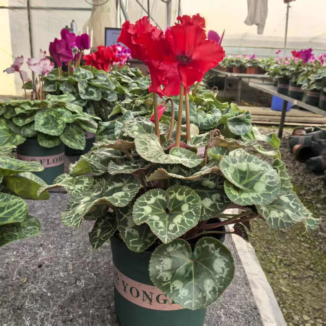 【皱红】一代仙客来带花带花苞原盆原土发货好养易活室内盆栽花0