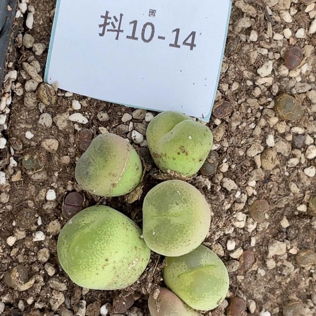 張*怼10-14肉锥多肉植物