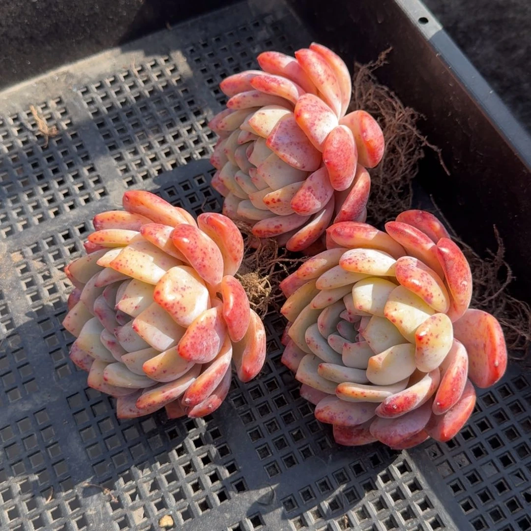 三颗老木桩子橙子，一组