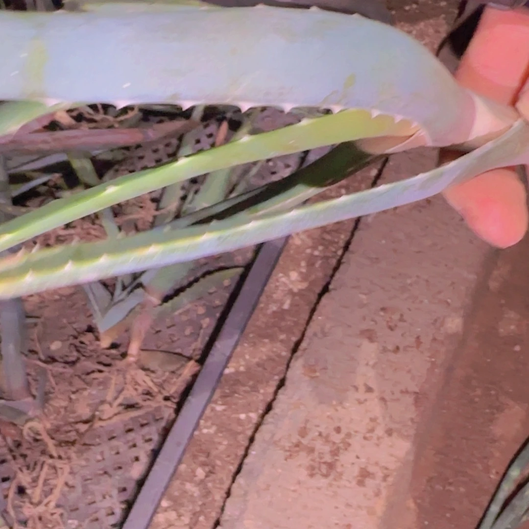 石***小块根植物块根植物