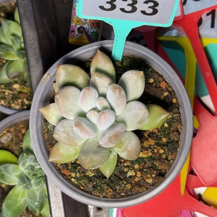 多肉植物美人单头333