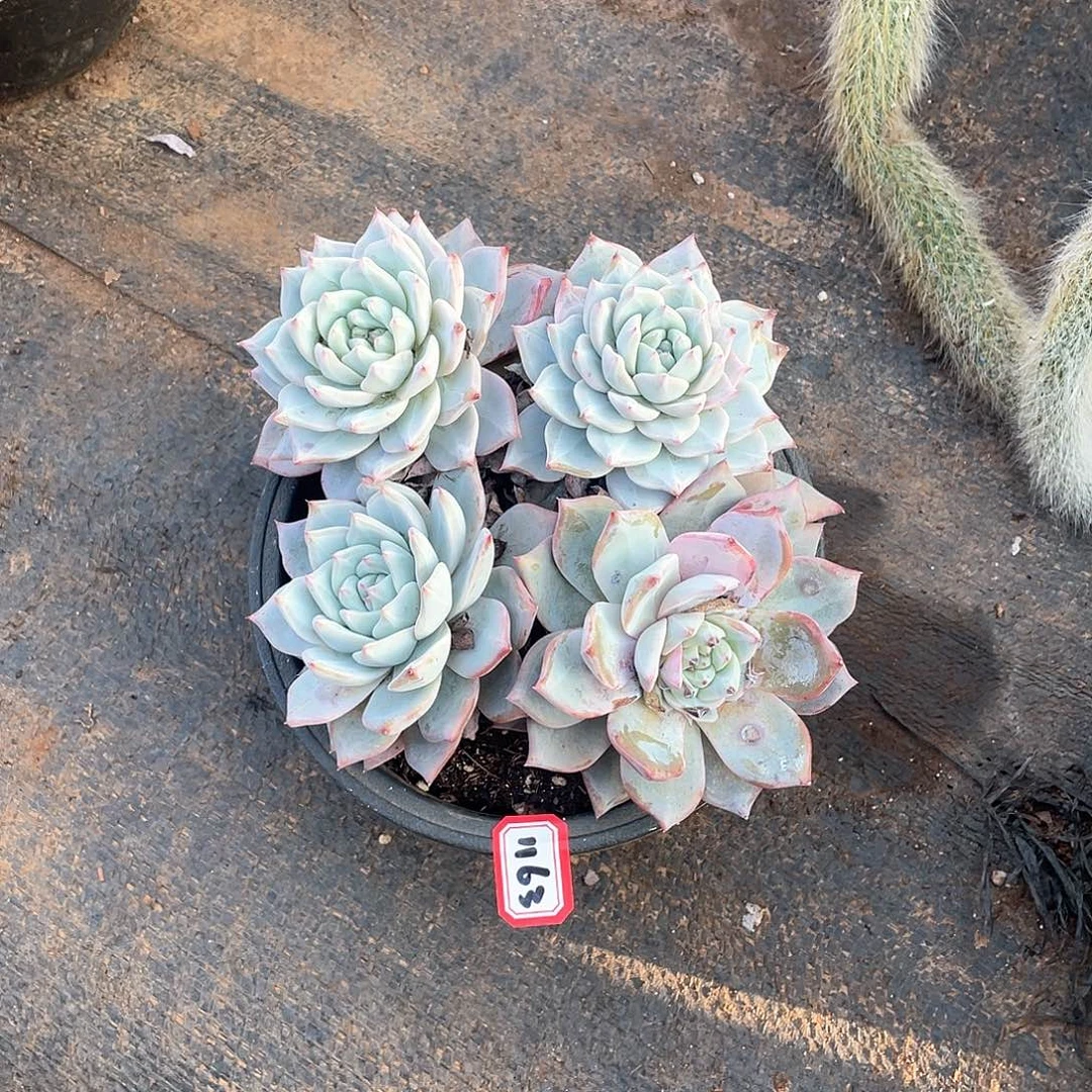 1263蓝鸟 一物一拍多肉