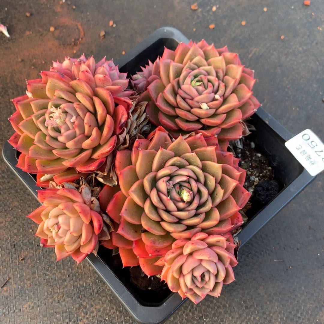 8750杂交多肉老桩