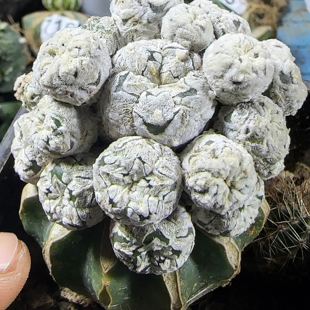 V兜群头765仙人球