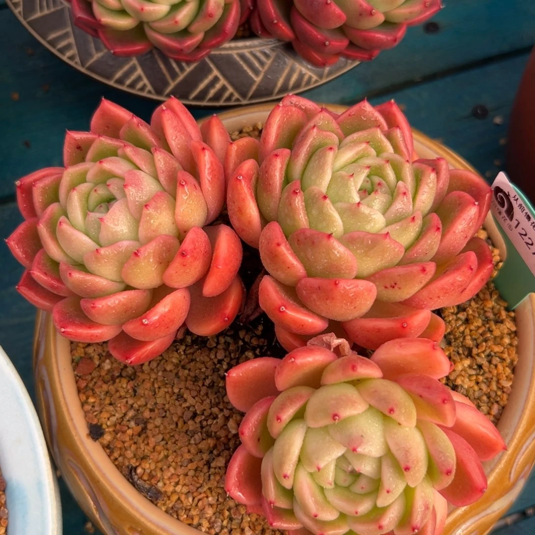 从前慢花园多肉编号1227-66