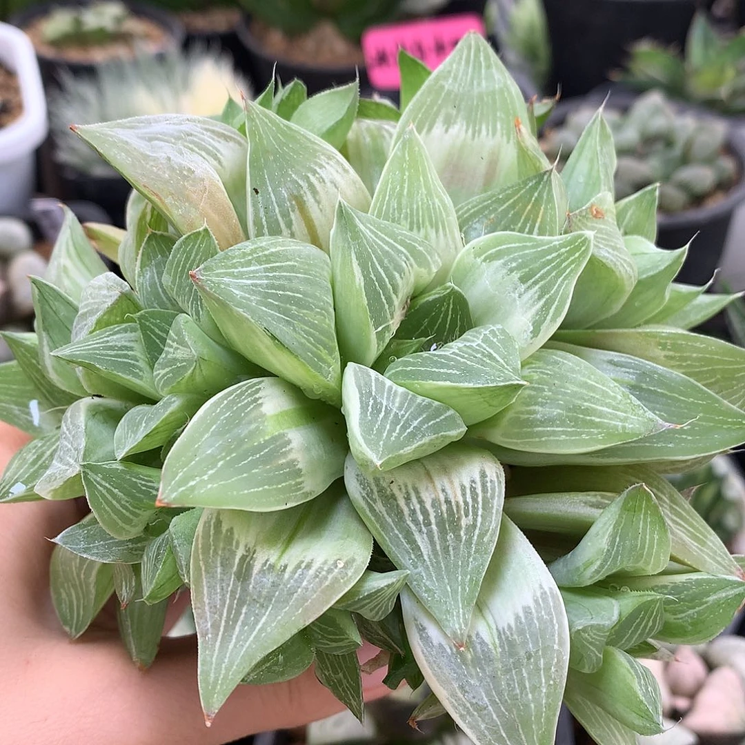 糊斑帝王寿锦带盆土发货