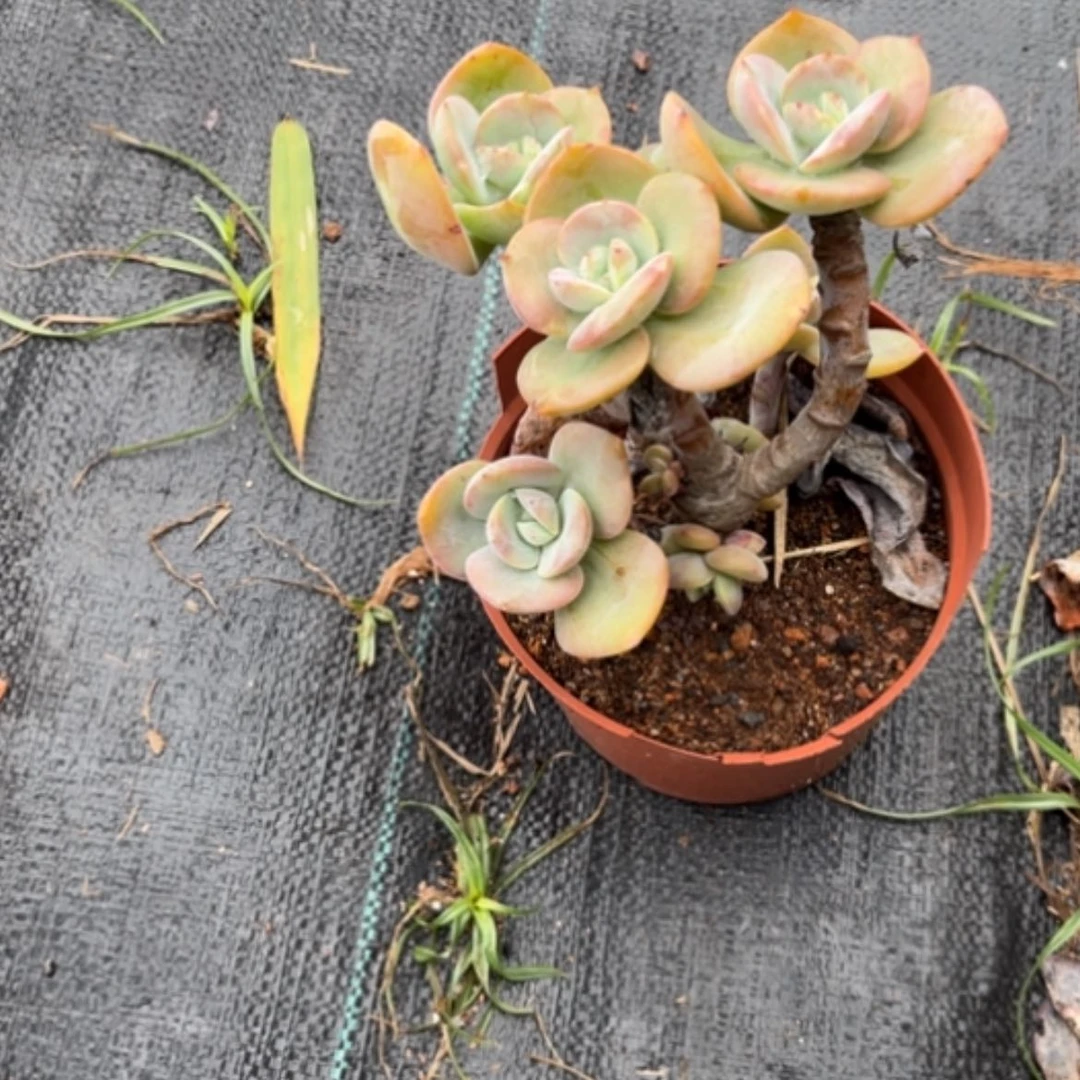 【闪购商品】M**6白凤